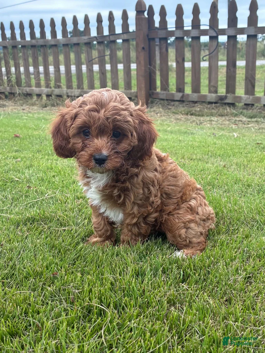 Cavapoo dogs for sale: Cavapoo 4 Dark Red Female  - Ad 2