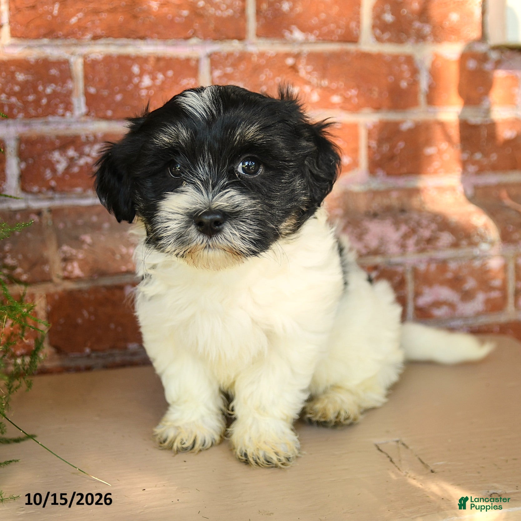Havanese dogs Leilah - Ad 2