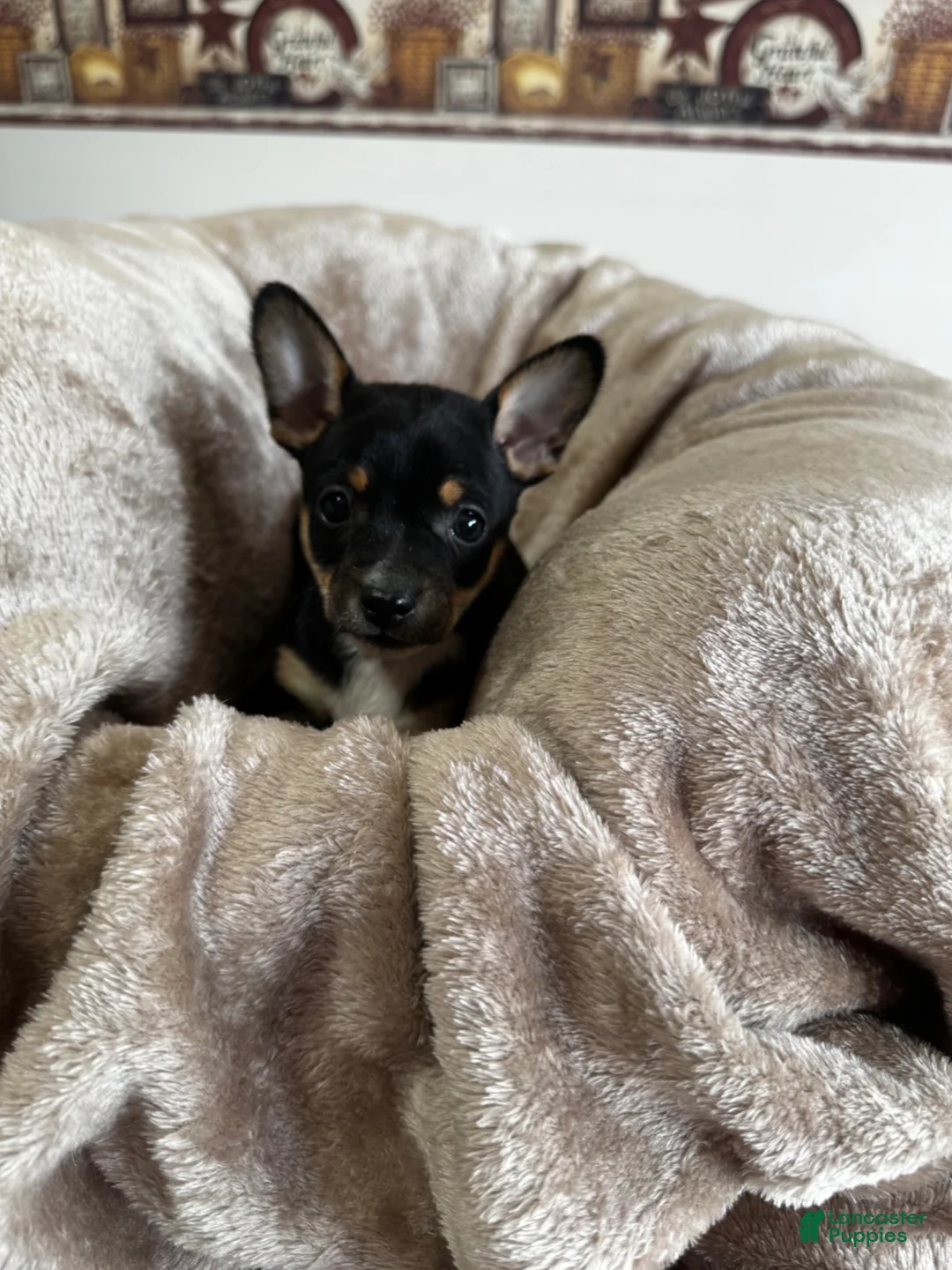 Chihuahua dogs for sale: Jack - Ad 1