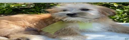 Morkie dogs for sale: Nemo - Ad 5
