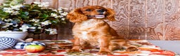 Cavalier King Charles Spaniel dogs for sale: Oliver - Ad 5