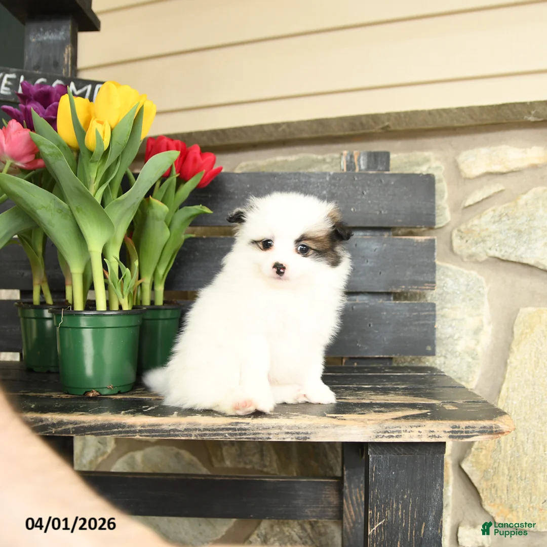 Pomeranian dogs for sale: Teddy - Ad 3