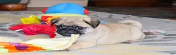 Pug dogs for sale: Alan - Ad 3