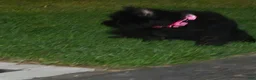Giant Schnauzer dogs for sale: Giant Schnauzer ruby  - Ad 11