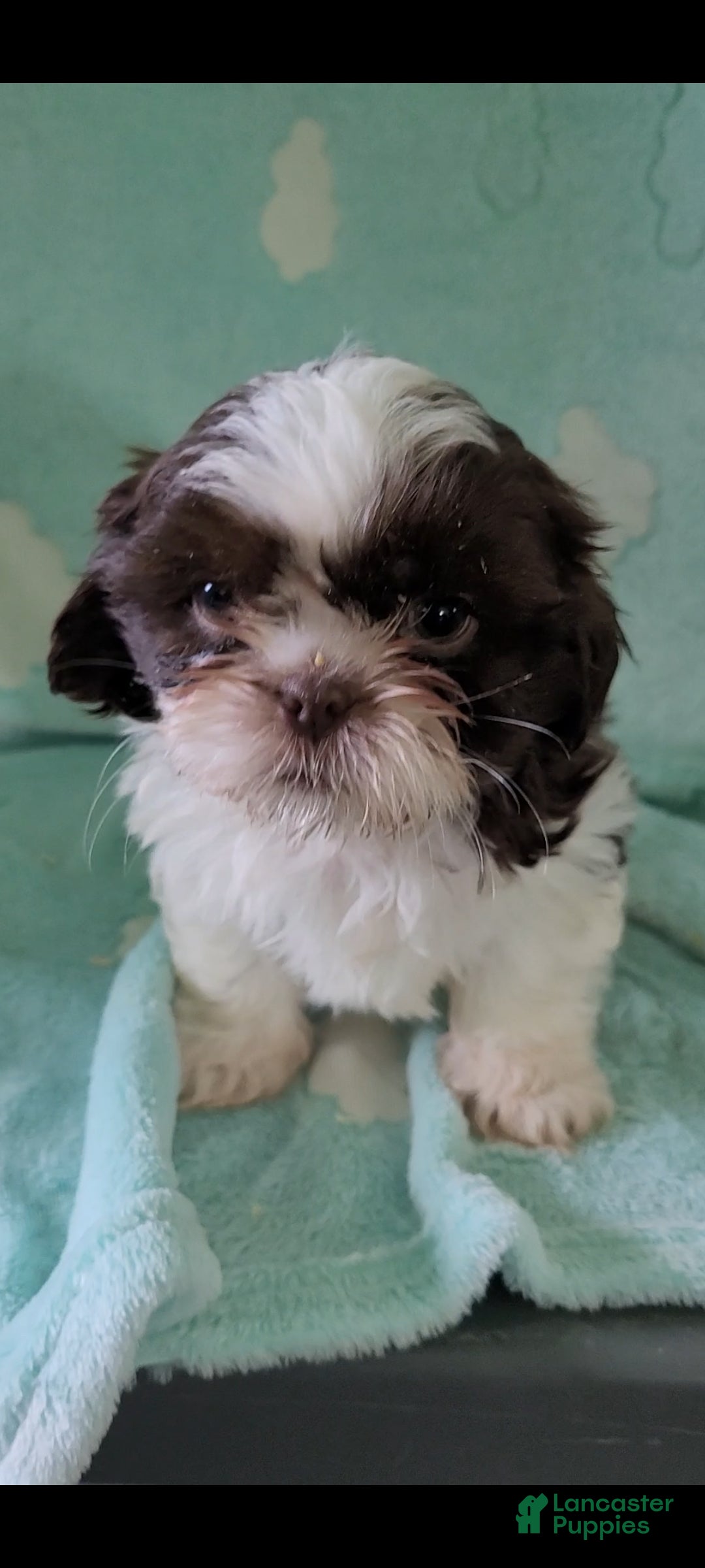 Shih Tzu dogs Pecan AKC - Ad 1