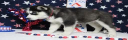 Siberian Husky dogs for sale: Atlas - Ad 7