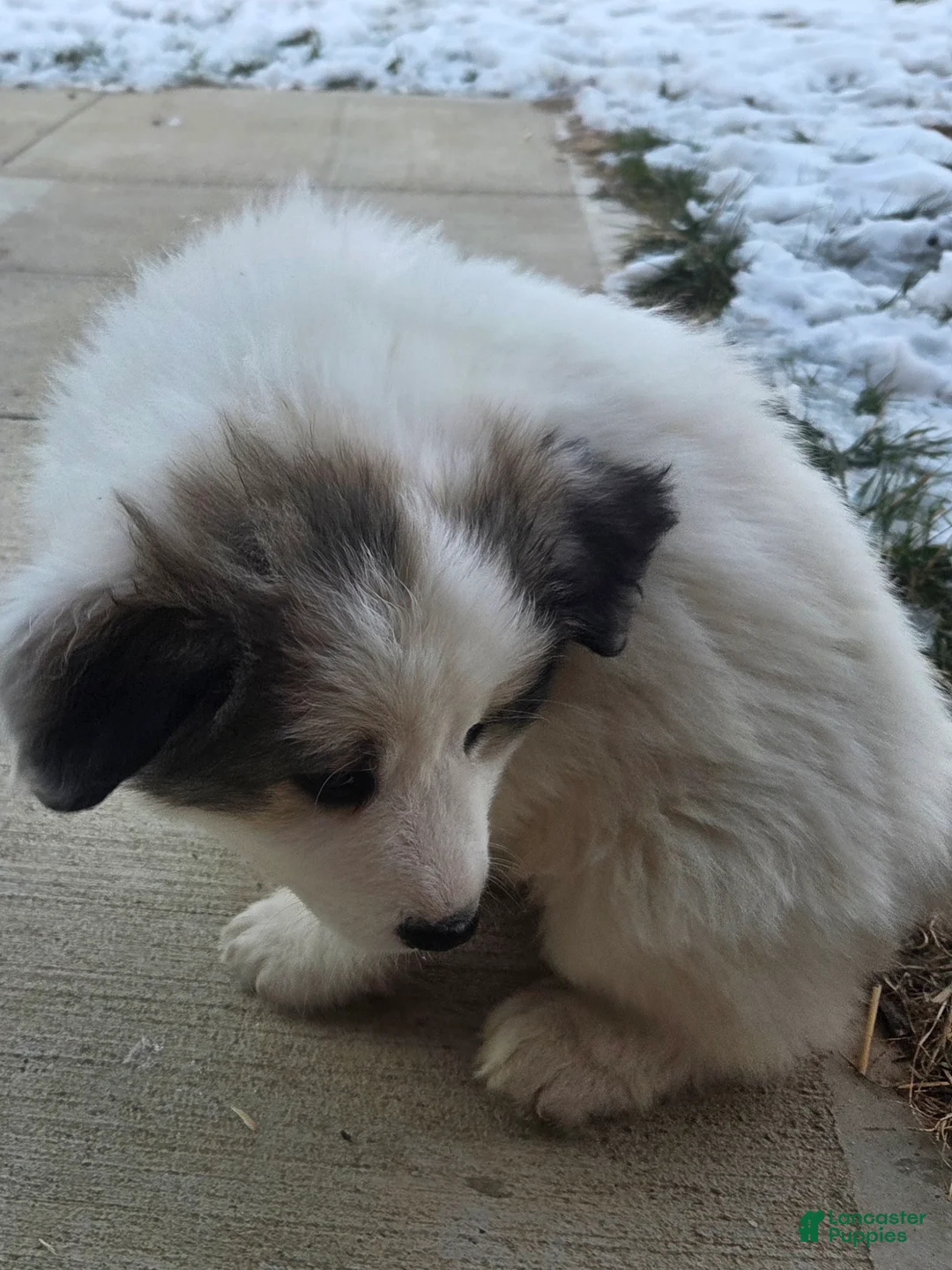 Great Pyrenees dogs for sale: Ralphie - Ad 12