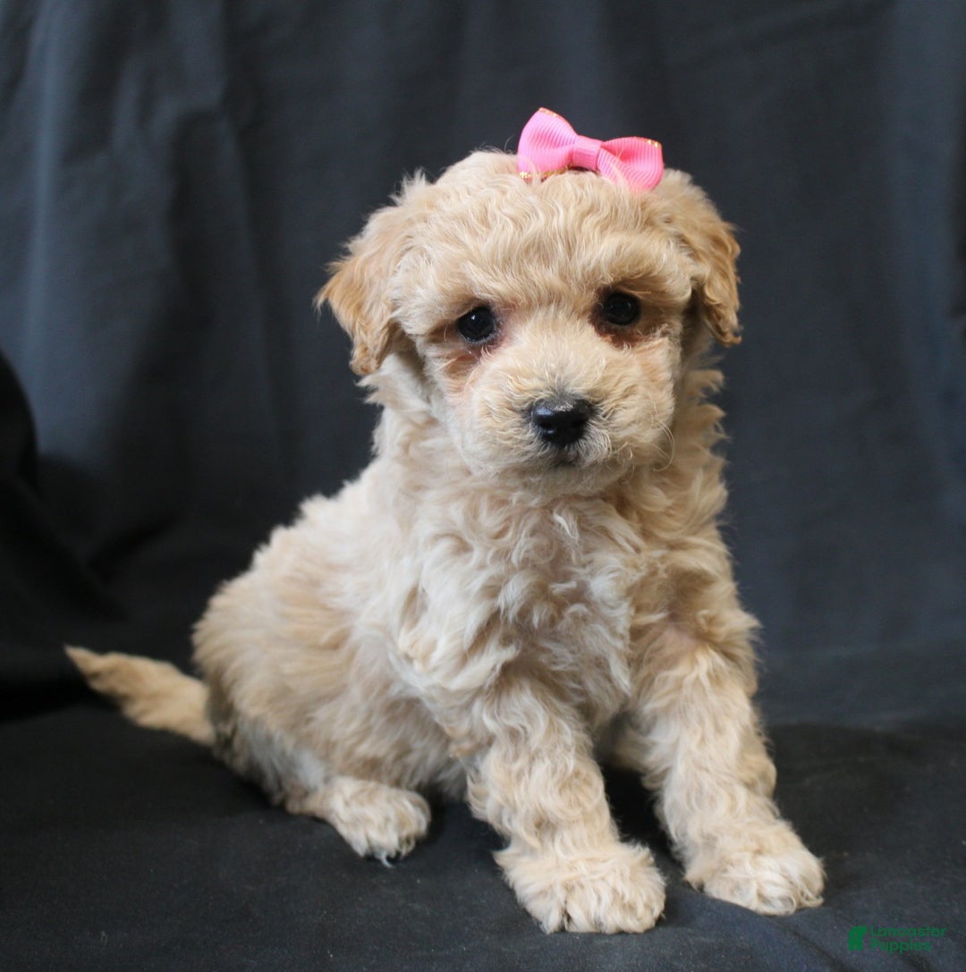 Bichpoo dogs for sale: Barbie - Ad 5