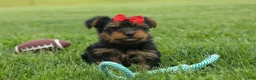 Yorkshire Terrier dogs for sale:  Benji  💛🐾 - Ad 11