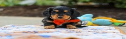 Miniature Dachshund dogs for sale: Clark - Ad 4