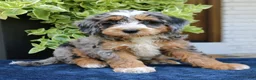 Bernedoodle dogs for sale: Everette  - Ad 4