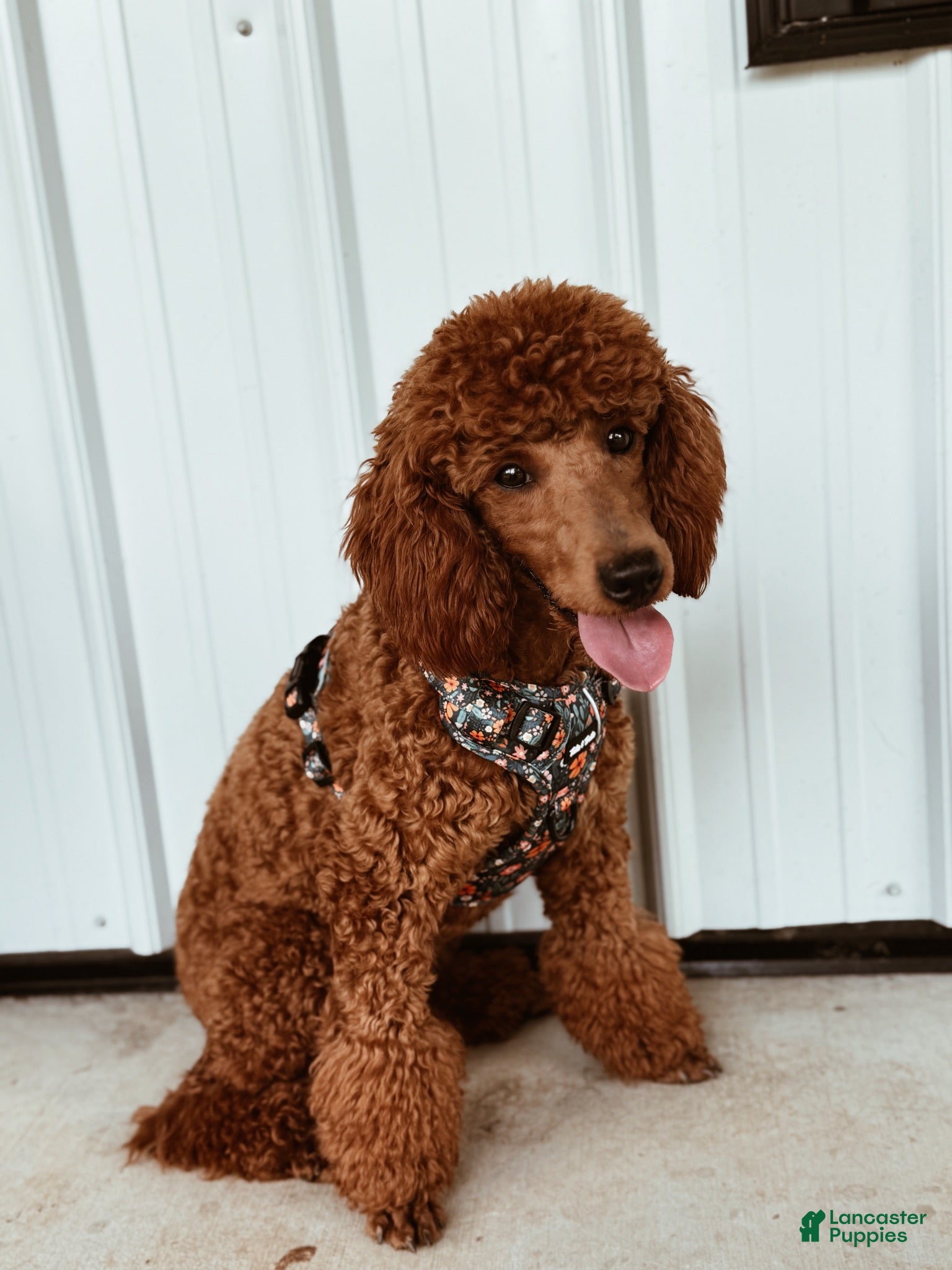 Miniature Poodle dogs Poodle - Ad 1