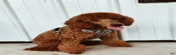 Miniature Poodle dogs for stud: Poodle - Ad 1