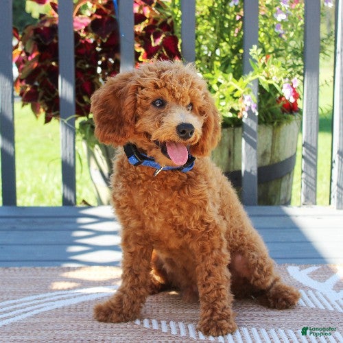 Toy Poodle dogs Muffin - Ad 1