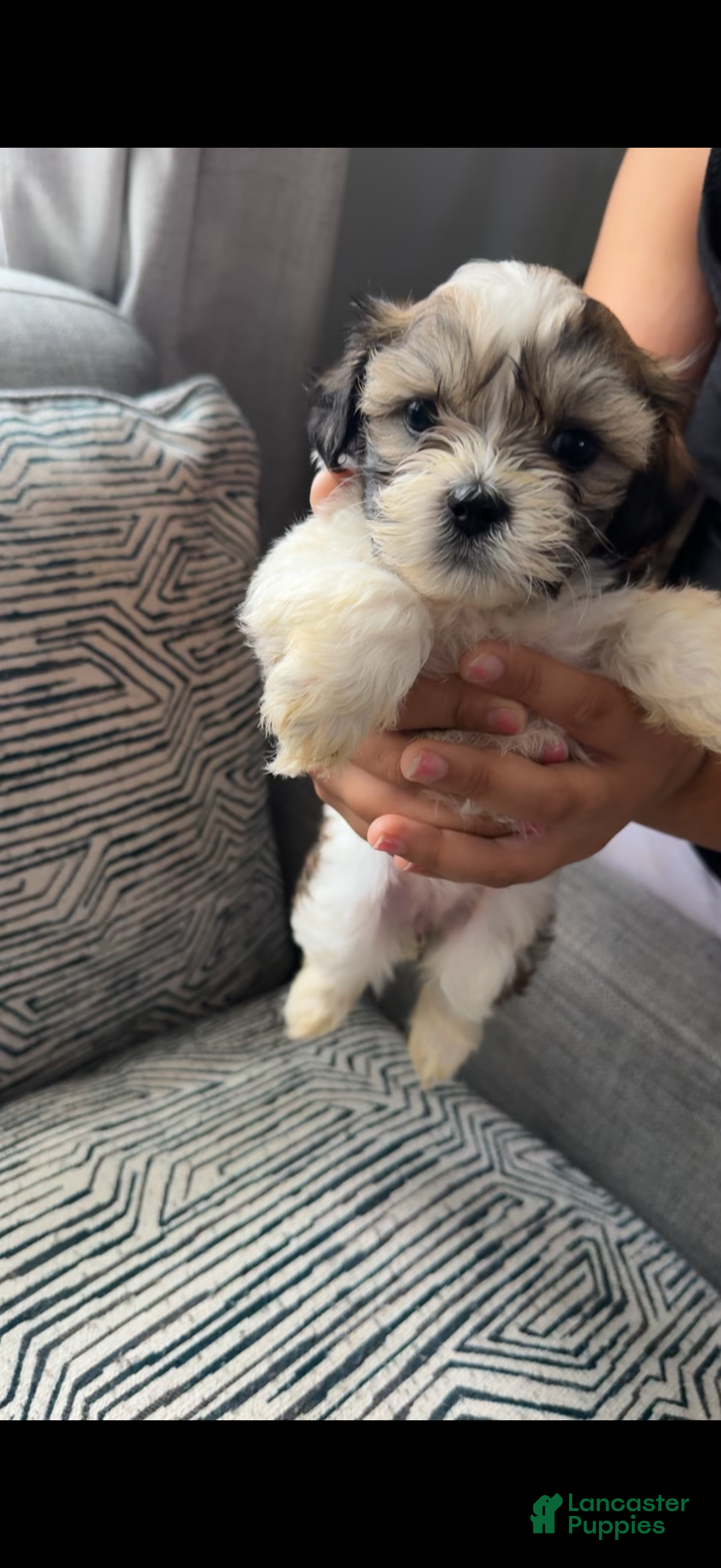 Teddy Bear dogs Whitney - Ad 36