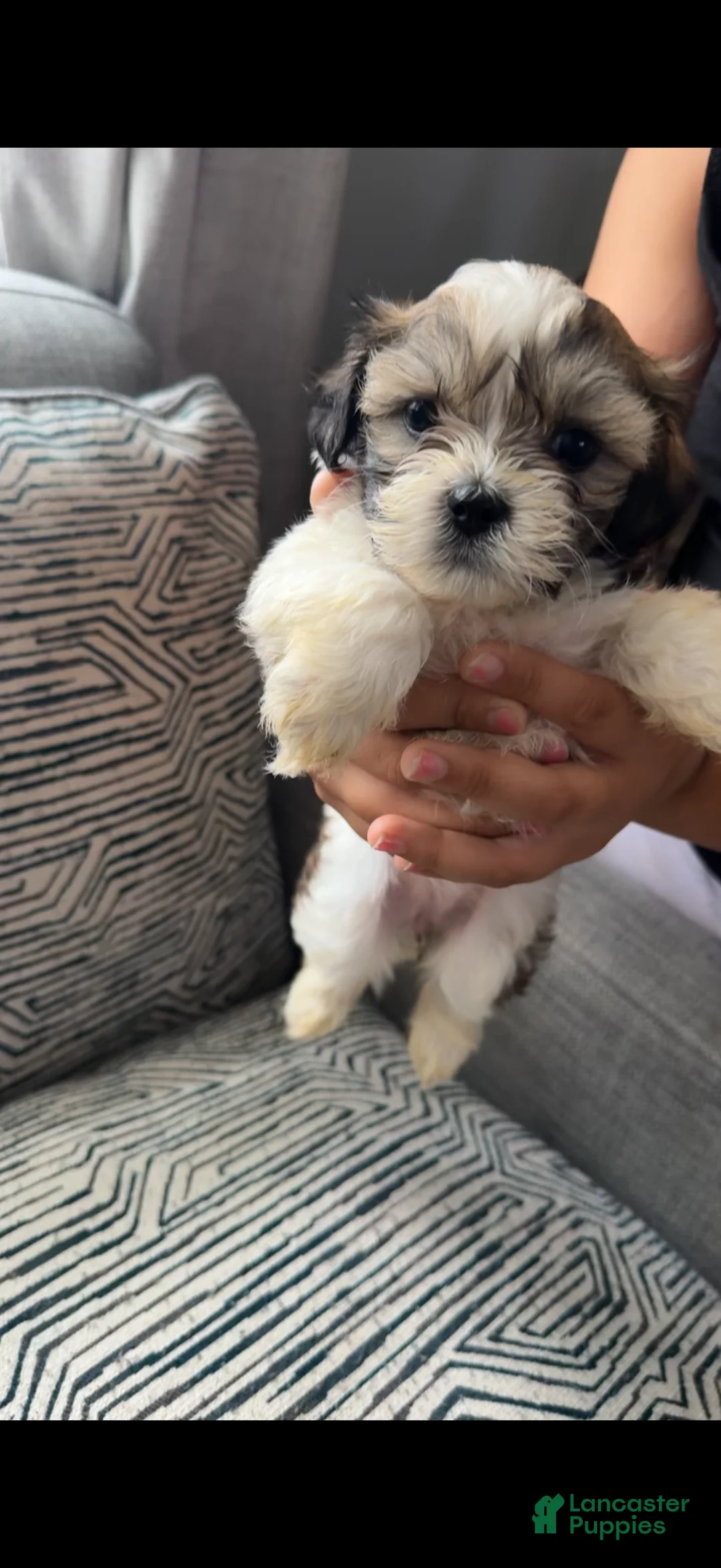 Teddy Bear dogs for sale: Whitney - Ad 1