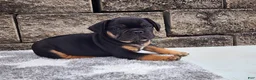 French Bulldog dogs for sale: Logan - Ad 6