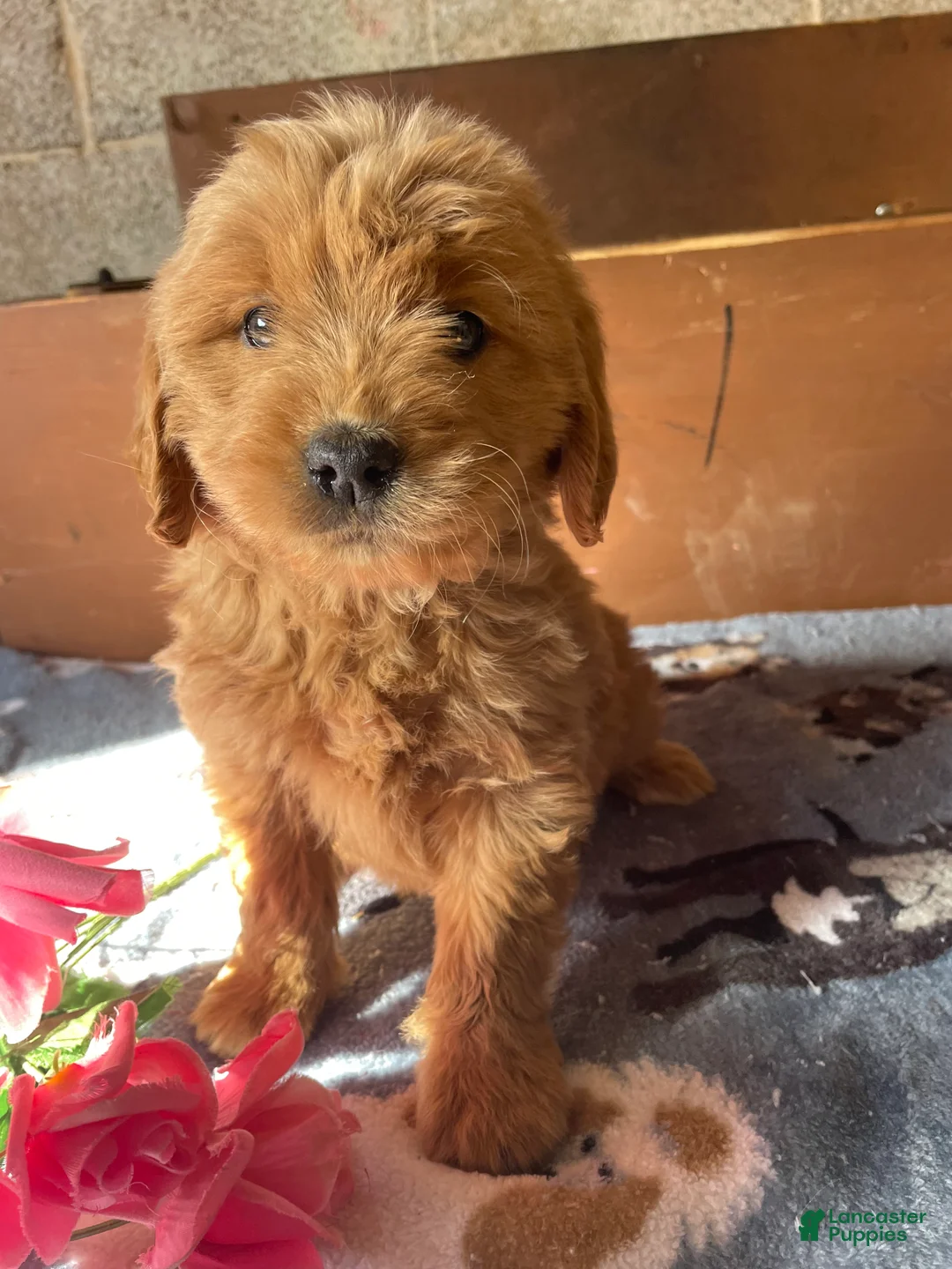 Mini Goldendoodle dogs for sale: Belle - Ad 2
