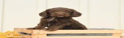 Mixed Breed dogs for sale: Fudge - Ad 5