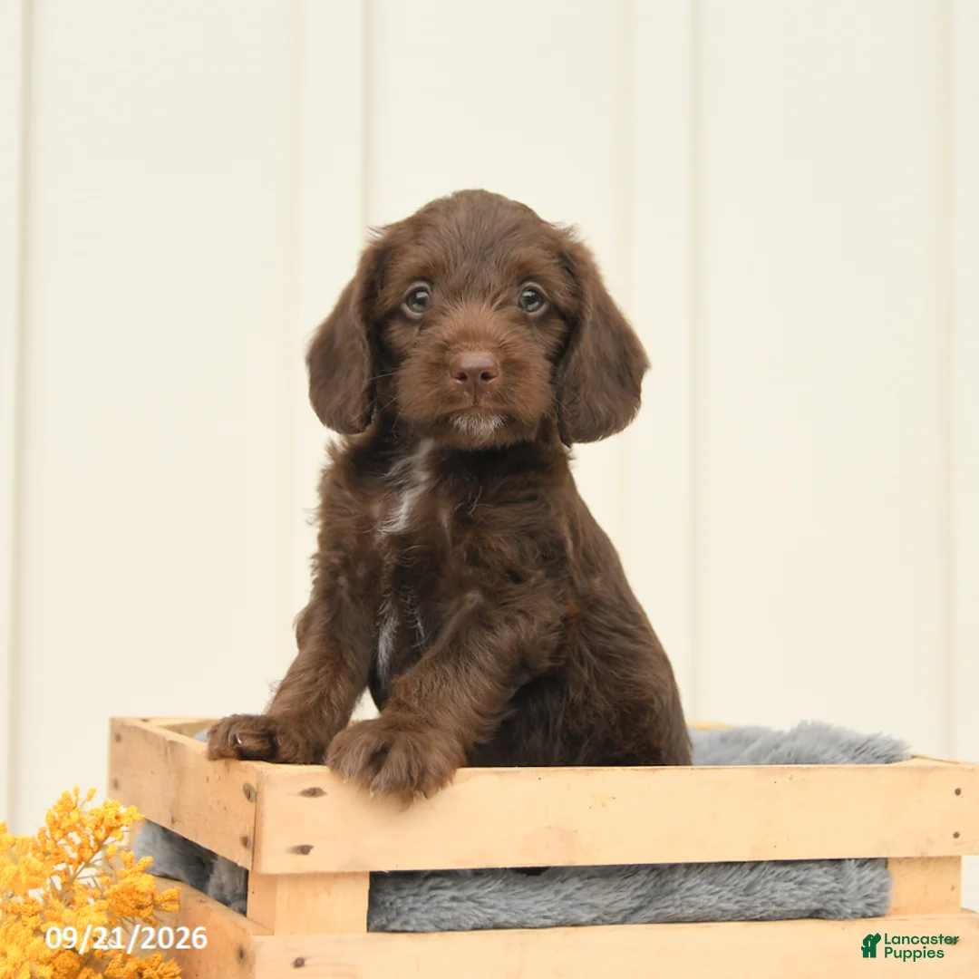 Mixed Breed dogs for sale: Fudge - Ad 5