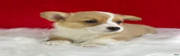 Welsh Corgi Pembroke dogs for sale: Poppy - Ad 3