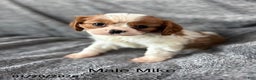 Cavalier King Charles Spaniel dogs for sale: Mike - Ad 1