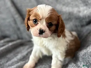 Cavalier King Charles Spaniel dogs Mike - Ad 38