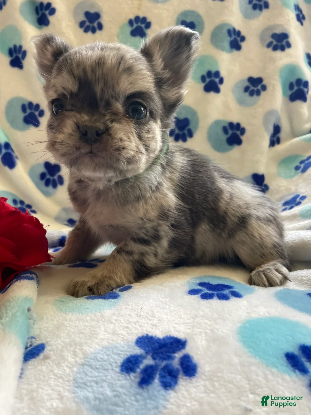 French Bulldog dogs for sale: Scooter LONG HAIRED - Ad 4