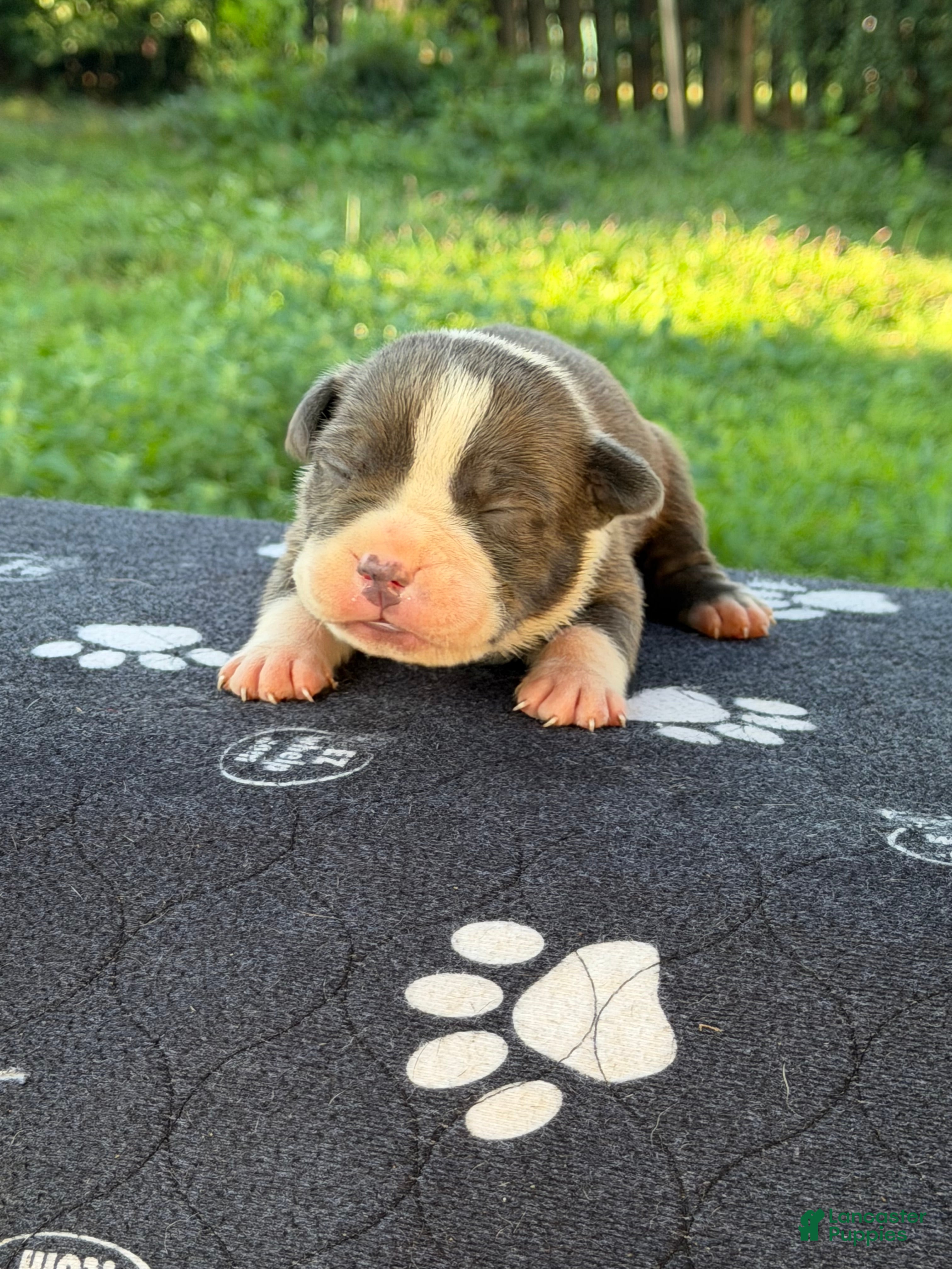 American Bully dogs XL American Bully 2 - Ad 10
