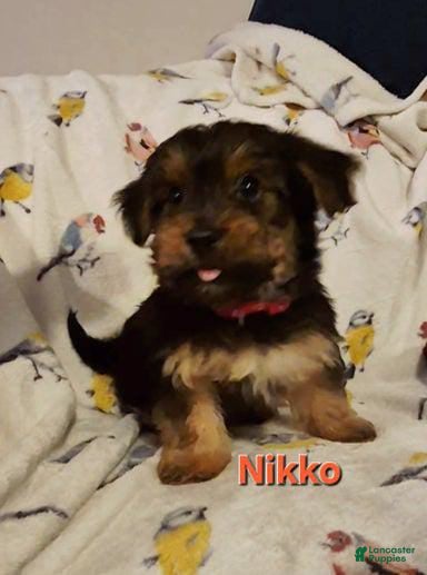 Yorkshire Terrier dogs Nikko - Ad 42