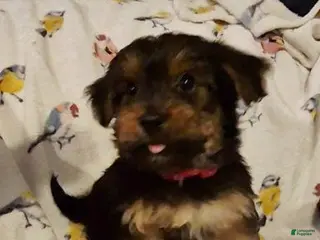 Yorkshire Terrier dogs Nikko - Ad 37