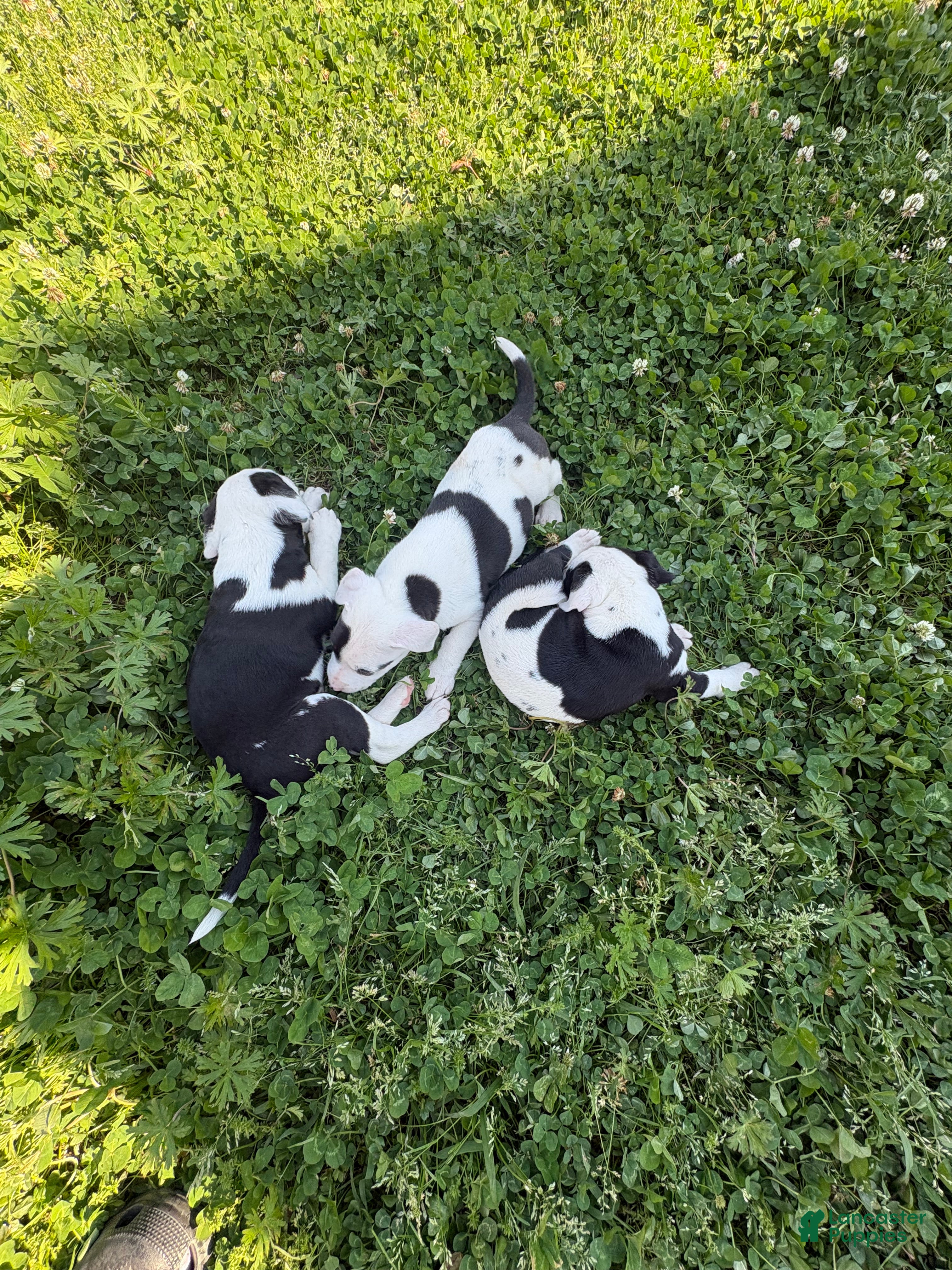 American Pit Bull Terrier dogs American Pit Bull Terrier Puppy 3 - Ad 3