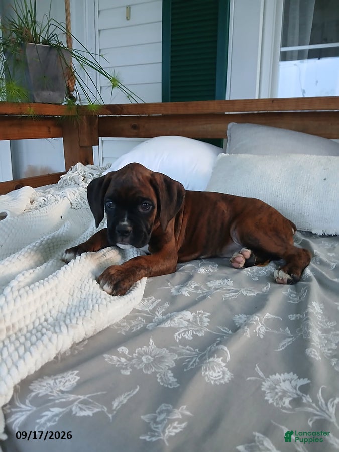 Boxer dogs Izzy - Ad 2