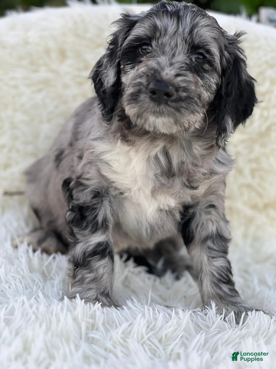 Mixed Breed dogs for sale: Margot - Ad 1