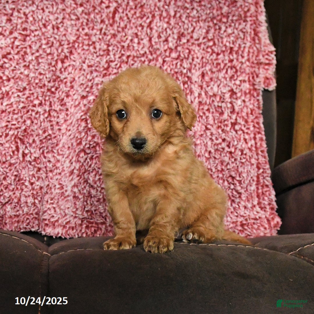 Mini Goldendoodle dogs for sale: Flora   - Ad 6