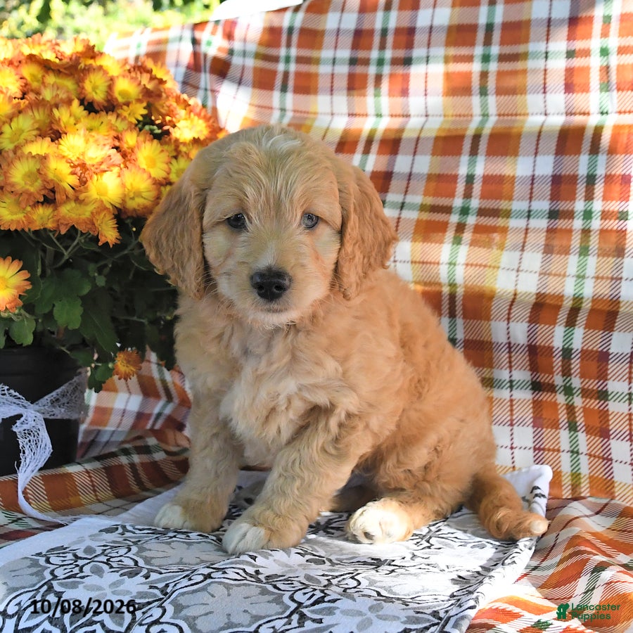 Mini Goldendoodle dogs Arther - Ad 2