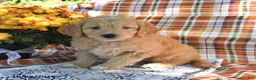 Mini Goldendoodle dogs for sale: Arther - Ad 2