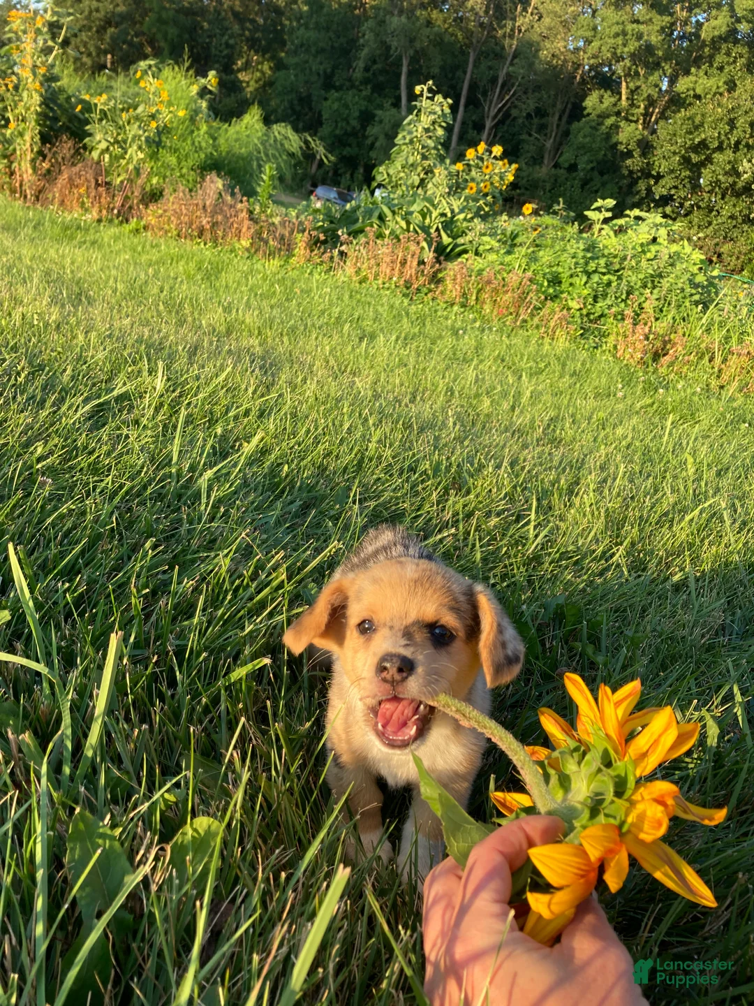 Corgipoo dogs for sale: Bella  - Ad 1