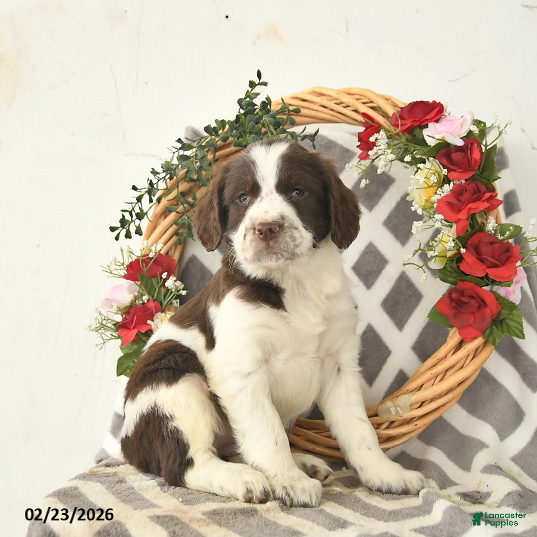 English Springer Spaniel dogs for sale: Daisy  - Ad 1