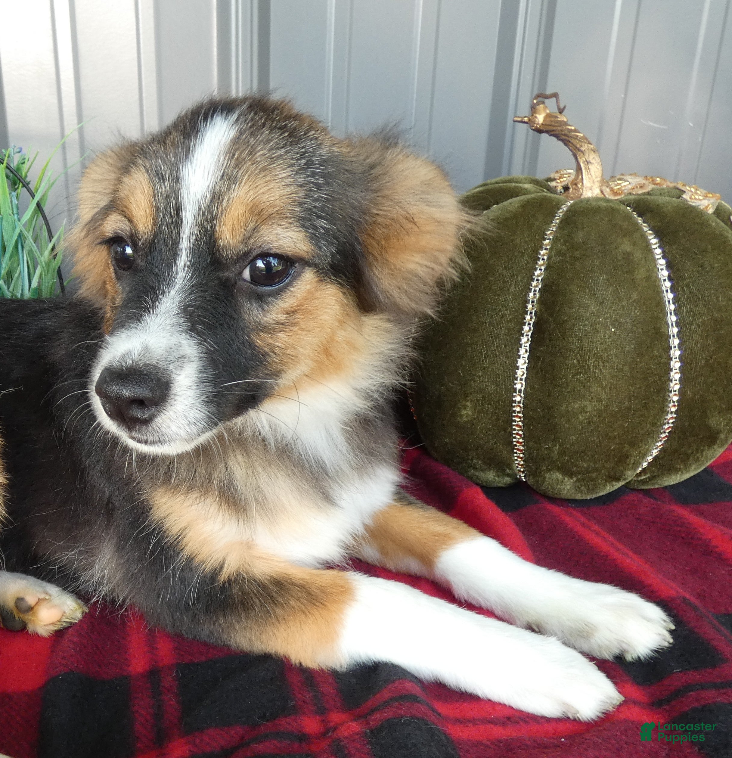 Miniature Australian Shepherd dogs Miniature Australian Shepherd 2 Micah - Ad 30