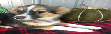 Miniature Australian Shepherd 2 Micah