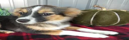 Miniature Australian Shepherd dogs for sale: Miniature Australian Shepherd 2 Micah - Ad 1