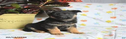 German Shepherd dogs for sale: Waffles - Ad 2
