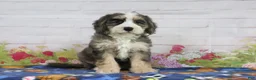 Mini Bernedoodle dogs for sale: Lola - Ad 3