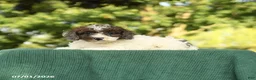 Miniature Poodle dogs for sale: Candy - Ad 2