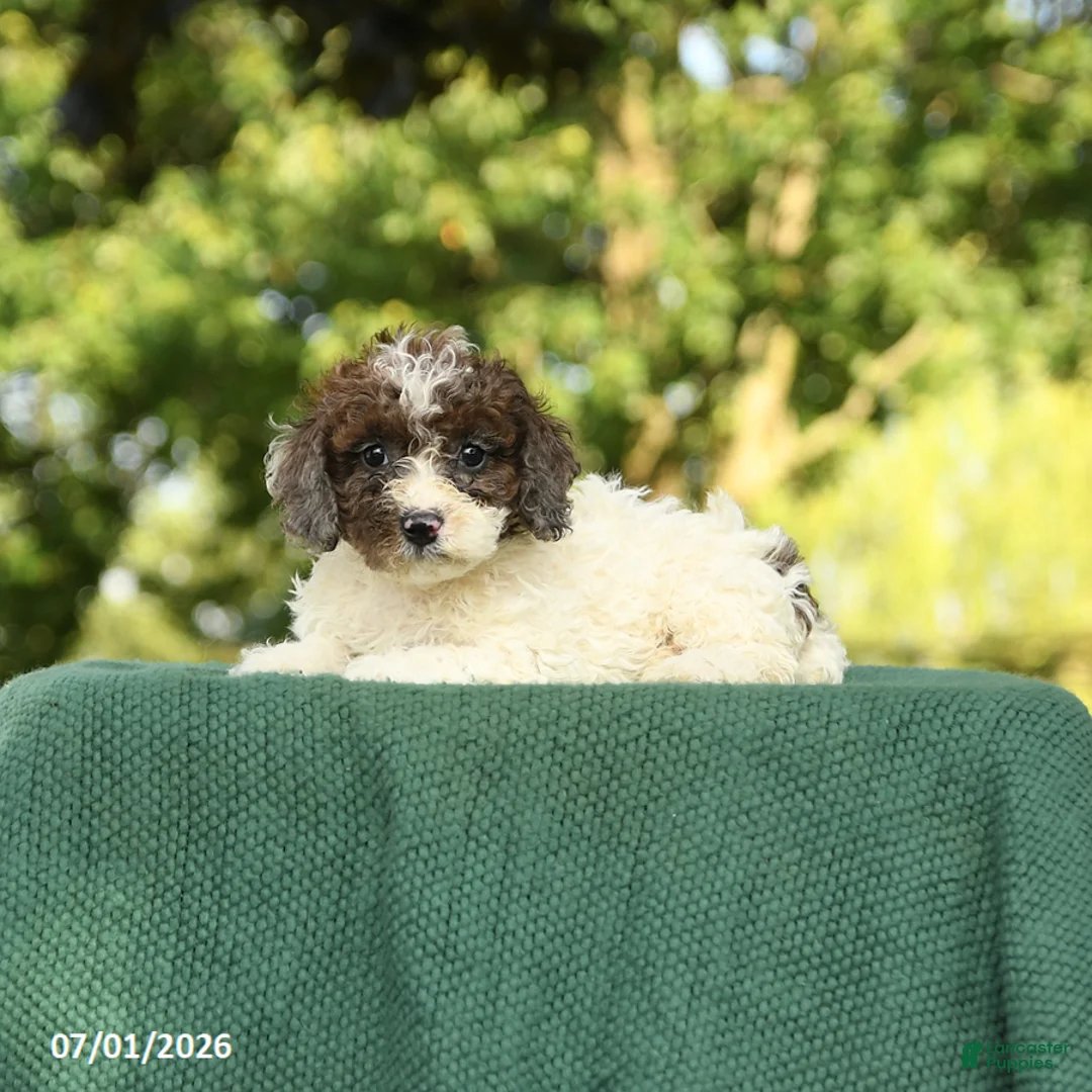 Miniature Poodle dogs for sale: Candy - Ad 2