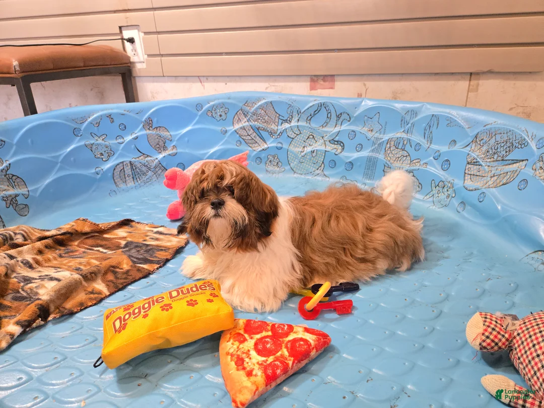 Shih Tzu dogs for sale: Mike - Ad 2