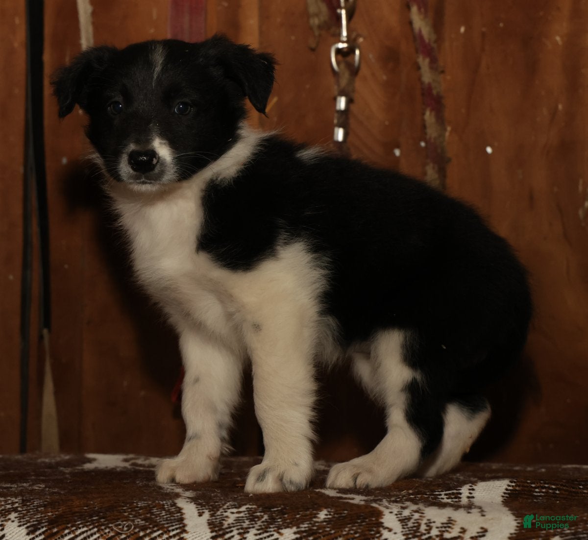 Border Collie dogs Daisy - Ad 2