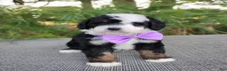 Bernedoodle dogs for sale: Nola - Ad 3