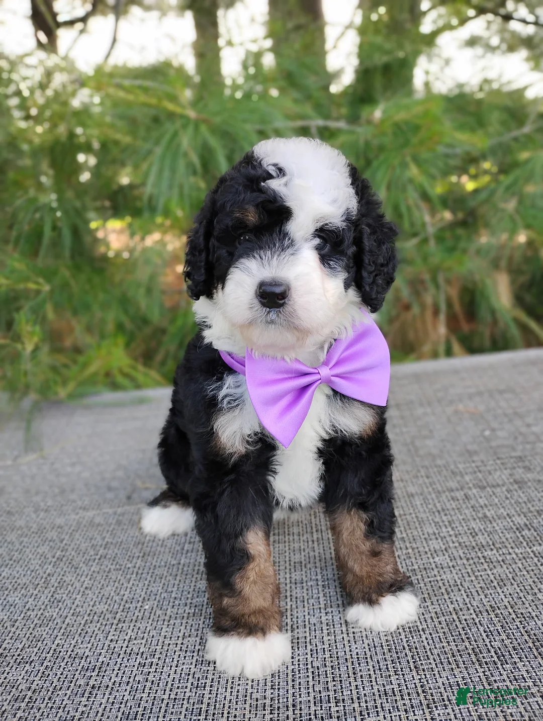 Bernedoodle dogs for sale: Nola - Ad 3